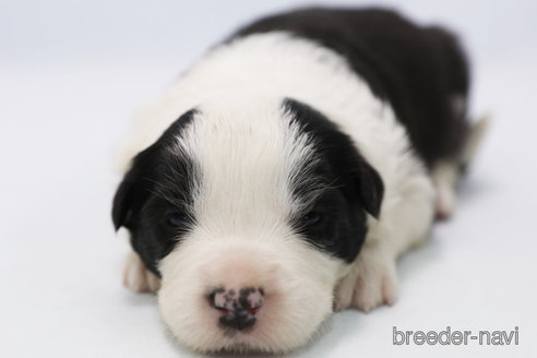 成約済の神奈川県のボーダーコリー-304588の4枚目